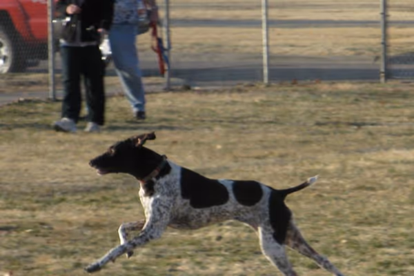 Dog Park at Southeast Park